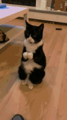 cat clap gif